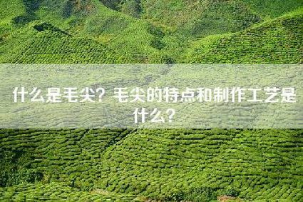 什么是毛尖？毛尖的特点和制作工艺是什么？