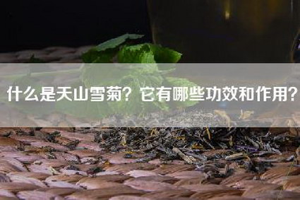 什么是天山雪菊？它有哪些功效和作用？