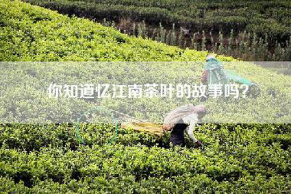 你知道忆江南茶叶的故事吗？