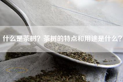 什么是茶树？茶树的特点和用途是什么？