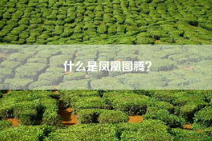 什么是凤凰图腾？