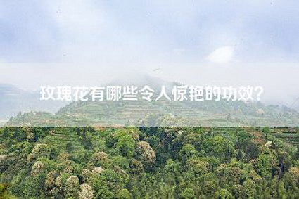 玫瑰花有哪些令人惊艳的功效？