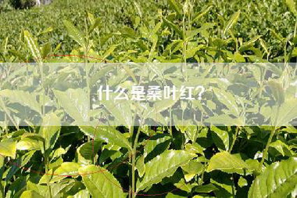 什么是桑叶红？