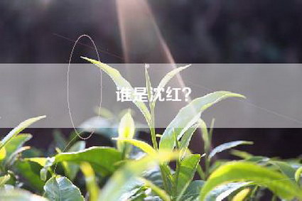 谁是沈红？