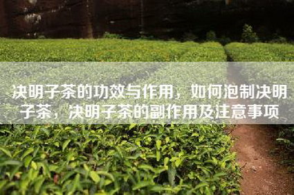 决明子茶的功效与作用，如何泡制决明子茶，决明子茶的副作用及注意事项