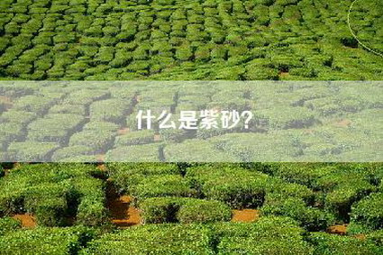 什么是紫砂？