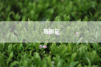 葛根花