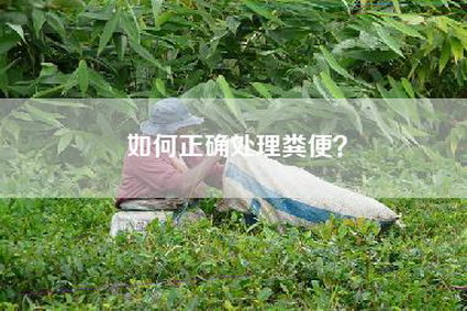 如何正确处理粪便？