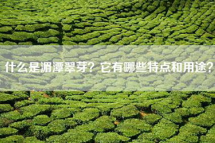 什么是湄潭翠芽？它有哪些特点和用途？