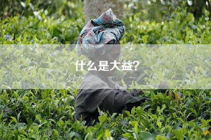 什么是大益？