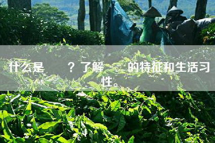 什么是甴曱？了解甴曱的特征和生活习性。