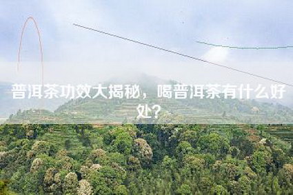 普洱茶功效大揭秘，喝普洱茶有什么好处？