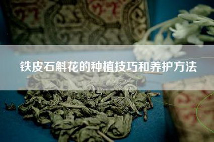 铁皮石斛花的种植技巧和养护方法