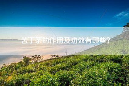 苦丁茶的作用及功效有哪些？