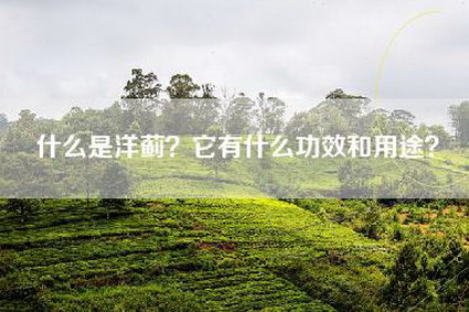 什么是洋蓟？它有什么功效和用途？