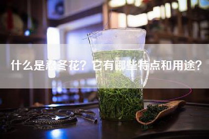 什么是忍冬花？它有哪些特点和用途？