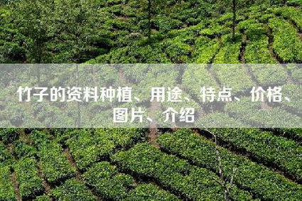 竹子的资料种植、用途、特点、价格、图片、介绍