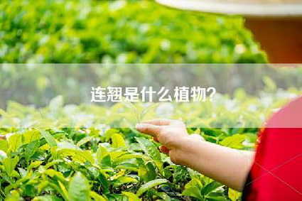 连翘是什么植物？