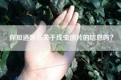 你知道哪些关于线虫图片的信息吗？