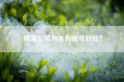 喝蒲公英泡水有哪些好处？