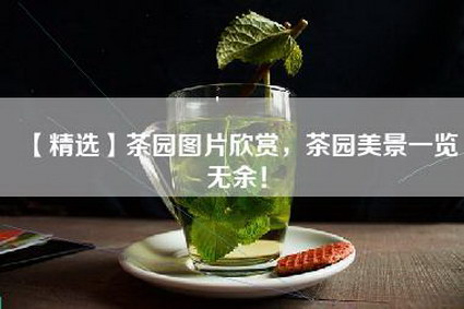 【精选】茶园图片欣赏，茶园美景一览无余！