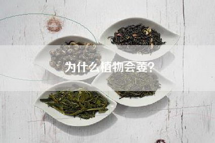 为什么植物会萎？