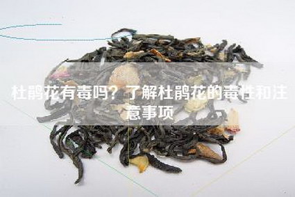 杜鹃花有毒吗？了解杜鹃花的毒性和注意事项
