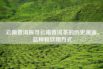云南普洱探寻云南普洱茶的历史渊源、品种和饮用方式