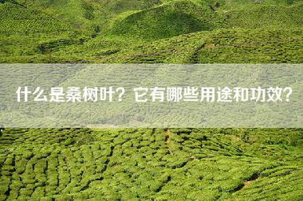 什么是桑树叶？它有哪些用途和功效？