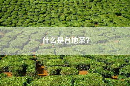 什么是台地茶？