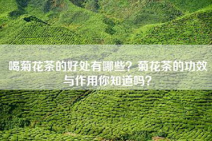 喝菊花茶的好处有哪些？菊花茶的功效与作用你知道吗？