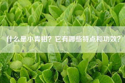 什么是小青柑？它有哪些特点和功效？