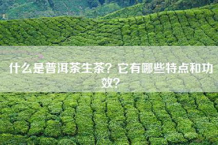 什么是普洱茶生茶？它有哪些特点和功效？