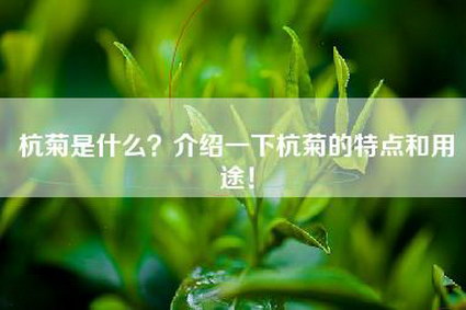杭菊是什么？介绍一下杭菊的特点和用途！