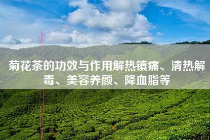 菊花茶的功效与作用解热镇痛、清热解毒、美容养颜、降血脂等