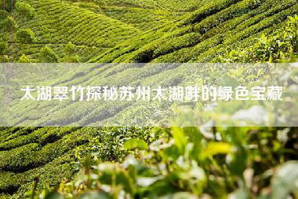 太湖翠竹探秘苏州太湖畔的绿色宝藏