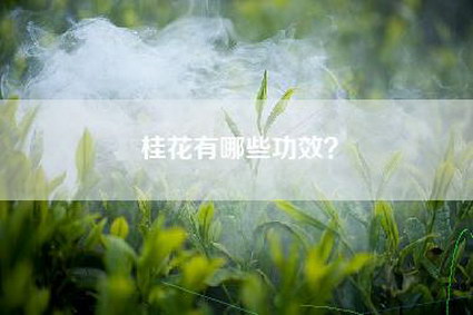 桂花有哪些功效？