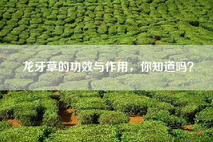 龙牙草的功效与作用，你知道吗？