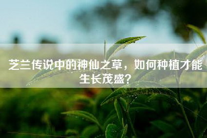 芝兰传说中的神仙之草，如何种植才能生长茂盛？