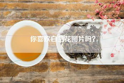 你喜欢白兰花图片吗？