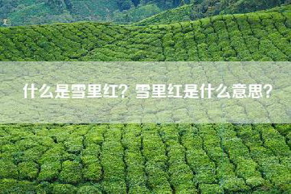 什么是雪里红？雪里红是什么意思？