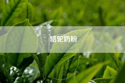 骆驼奶粉