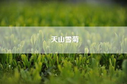 天山雪菊