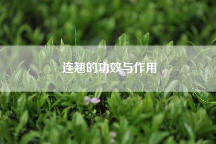 连翘的功效与作用