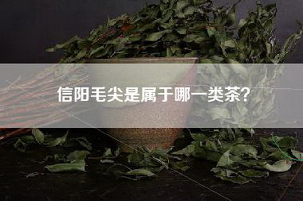 信阳毛尖是属于哪一类茶？