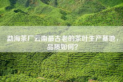 勐海茶厂云南最古老的茶叶生产基地，品质如何？