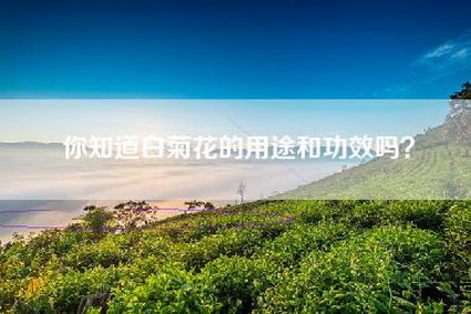 你知道白菊花的用途和功效吗？