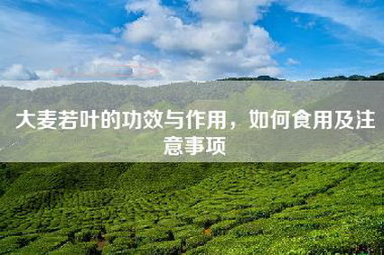 大麦若叶的功效与作用，如何食用及注意事项