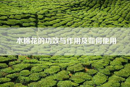木棉花的功效与作用及如何使用