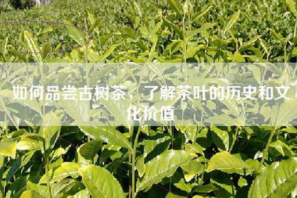 如何品尝古树茶，了解茶叶的历史和文化价值